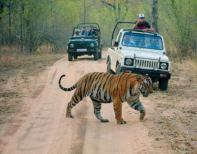 Explore Wildlife Sanctuaries with Palace on Wheels Train